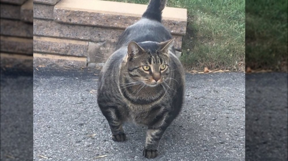 Buff Cat