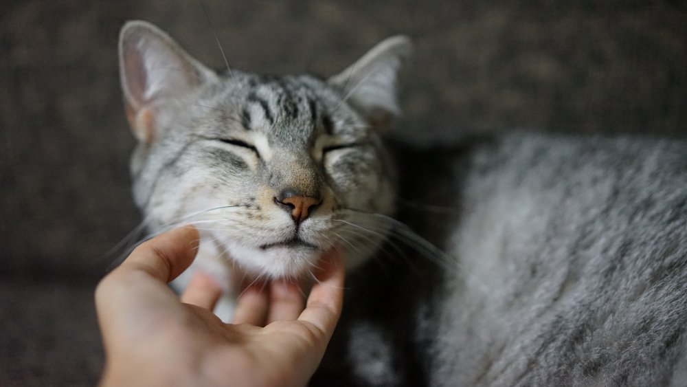 Egyptian Mau