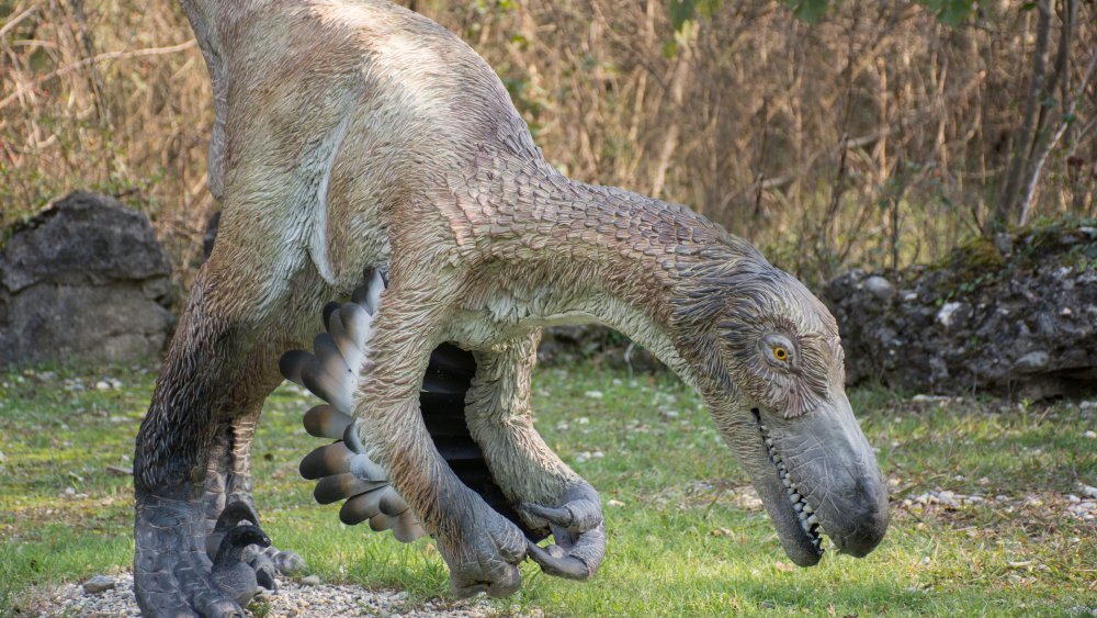 feathered velociraptor