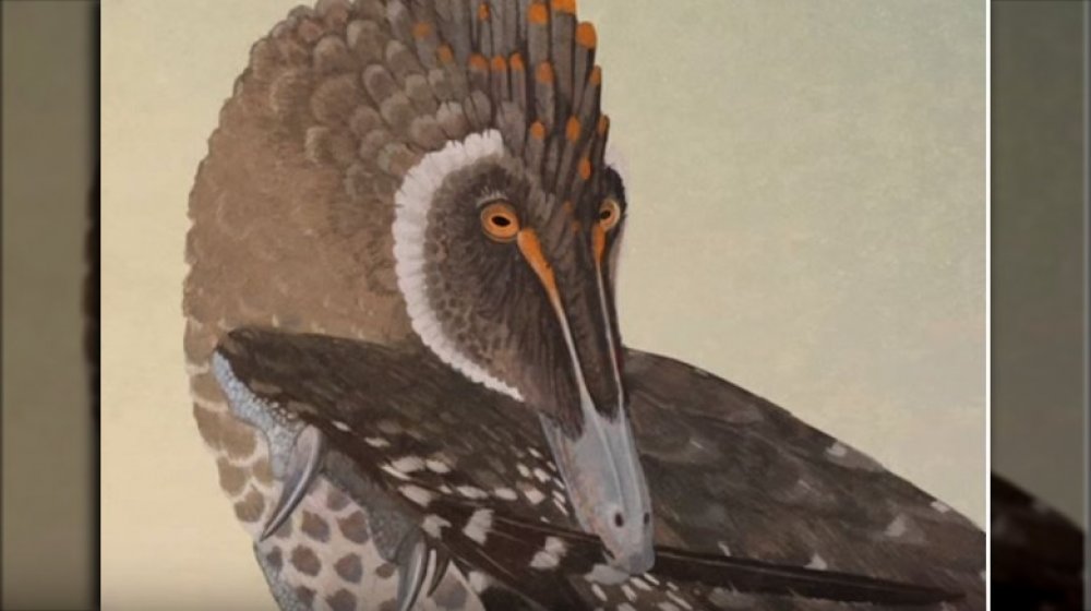 feathered velociraptor bird all yesterdays