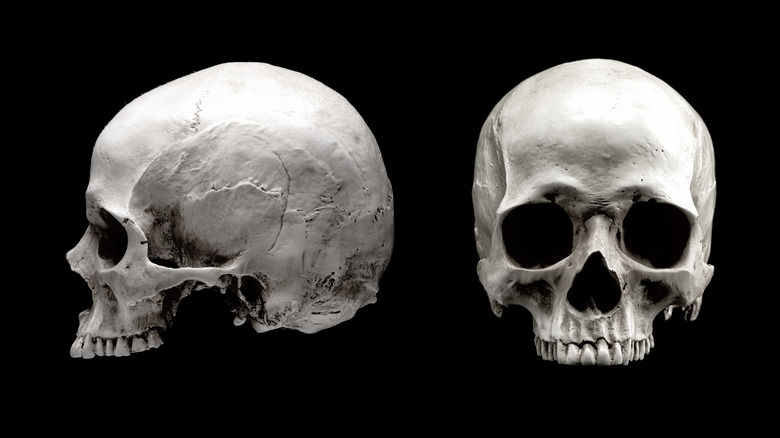 skull face bleached bone