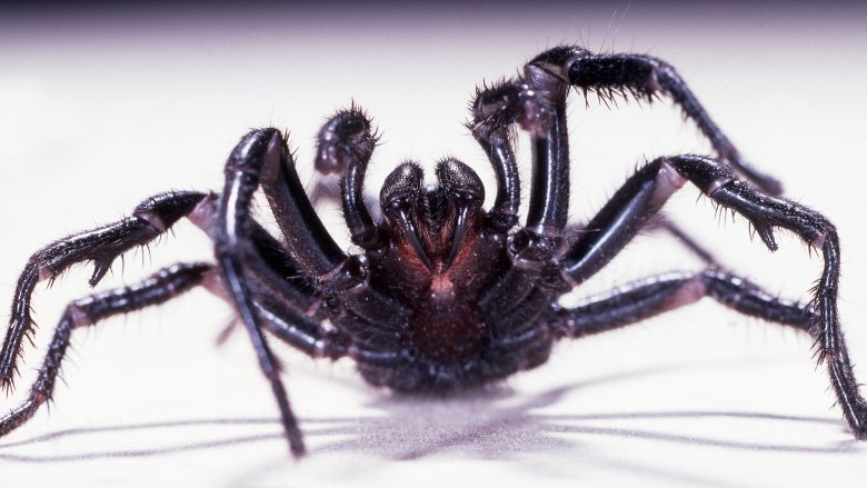 Sydney funnel-web spider