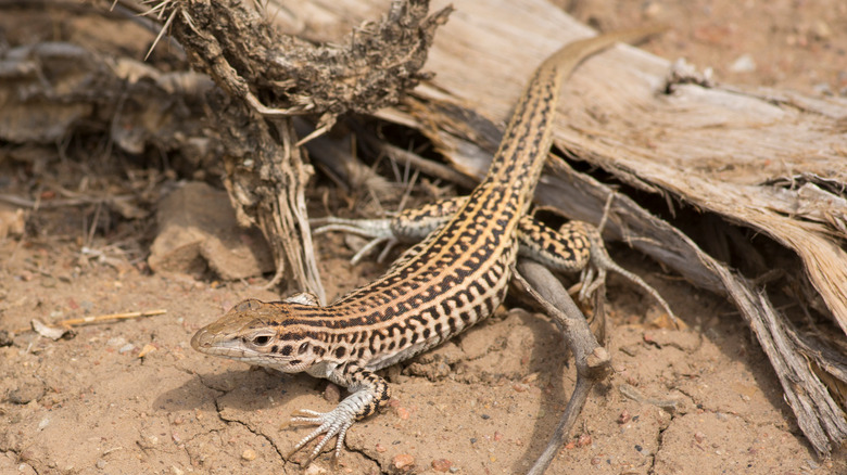 Colorado checkered whiptail