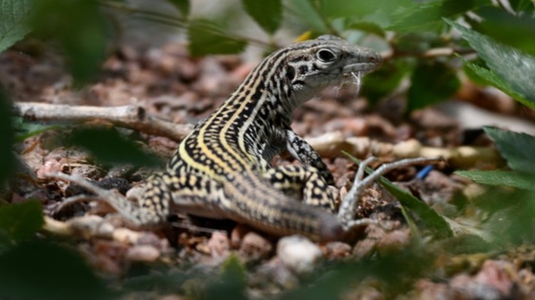 Colorado checkered whiptail close up