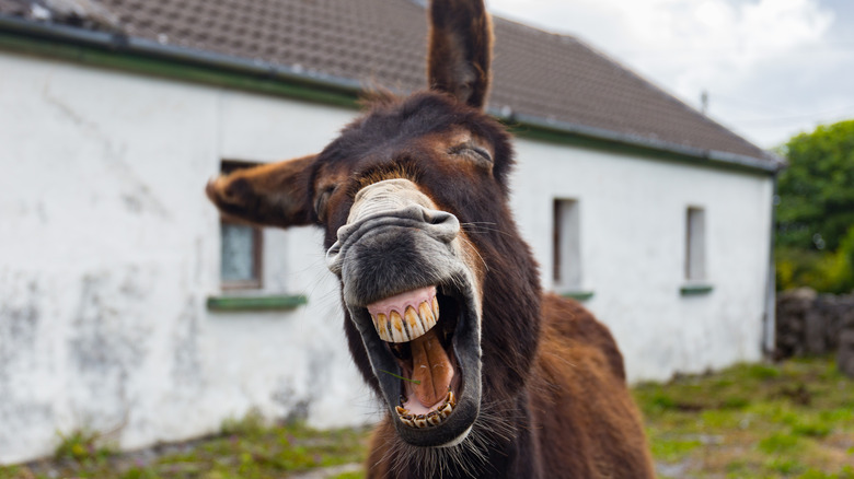 donkey laughing