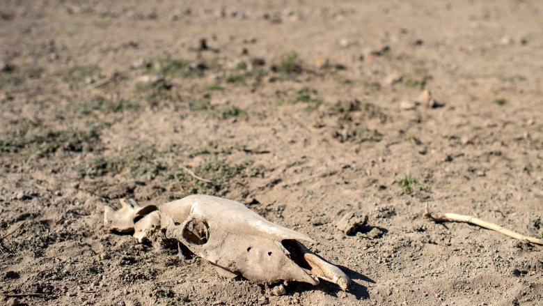 Skull in drought