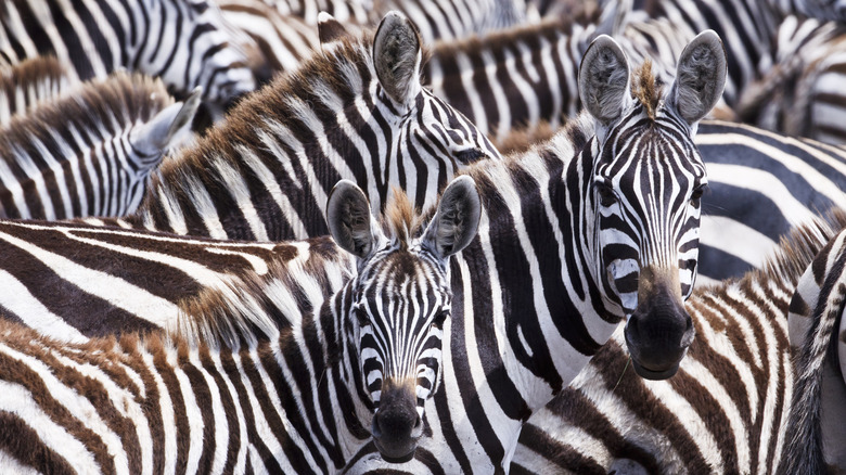 Group of zebras huddled together