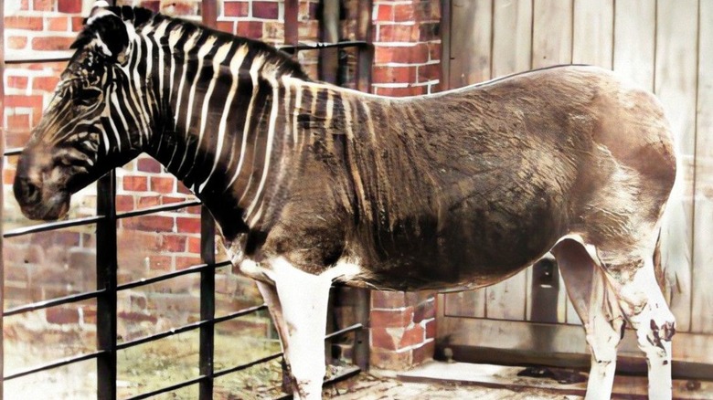 1800s quagga in captivity