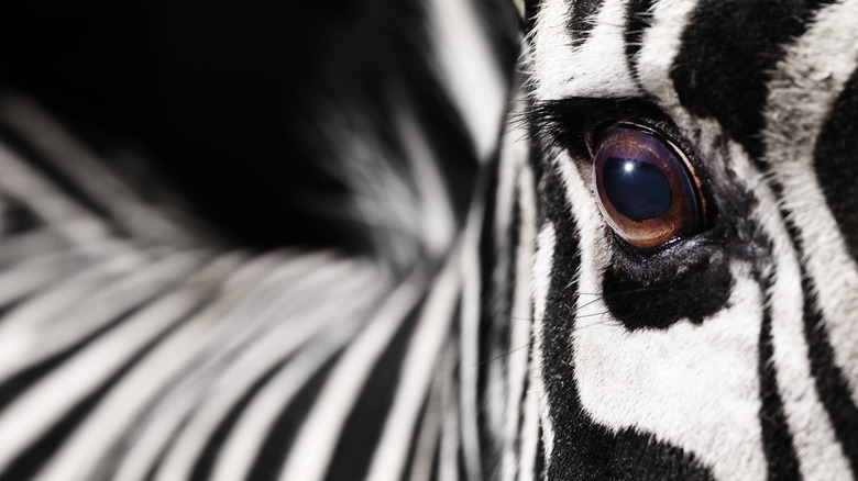 Zebra eye close-up