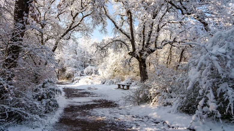 winter scene