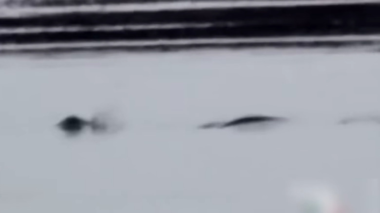 Black and white screenshot of cryptid footage shared on "The Proof is Out There"