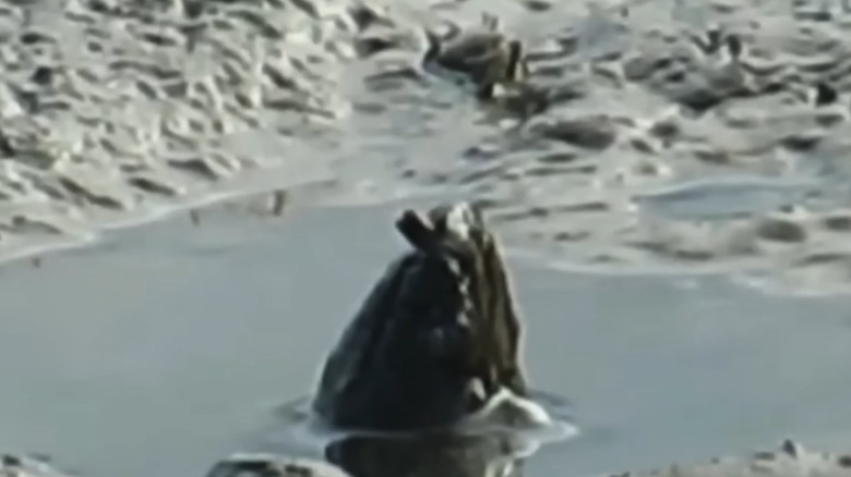 Screenshot of possible cryptid footage from Australia, shown on "The Proof is Out There"