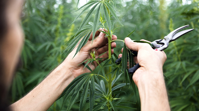 woman cutting cannabis plants