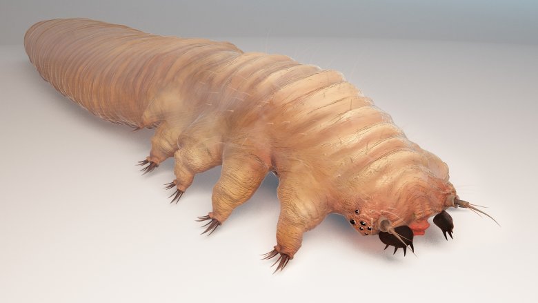 demodex mite