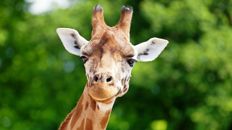 giraffe cameleopard