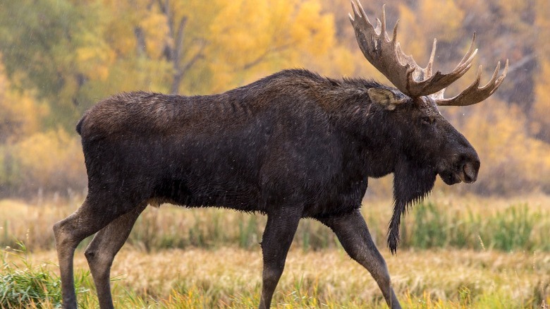 Live moose