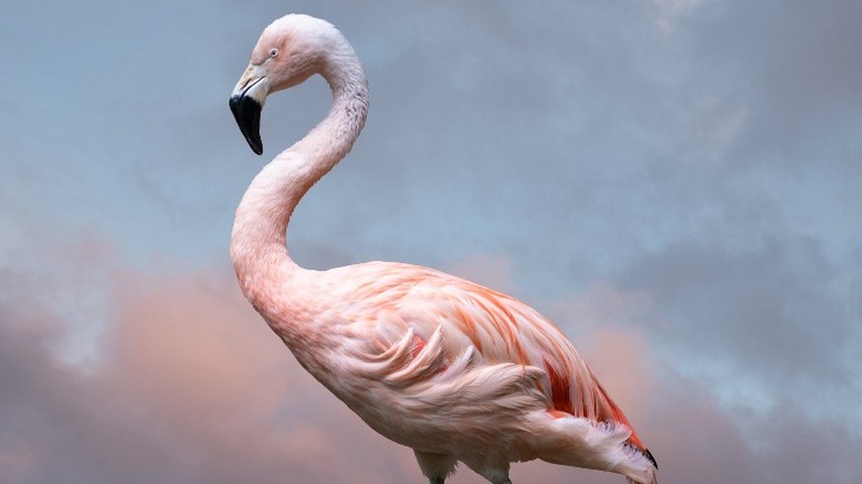 Pink flamingo