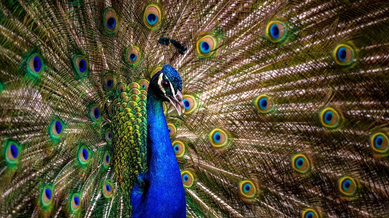 image of peacock