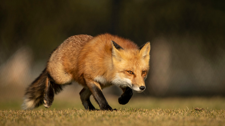 fox hunting