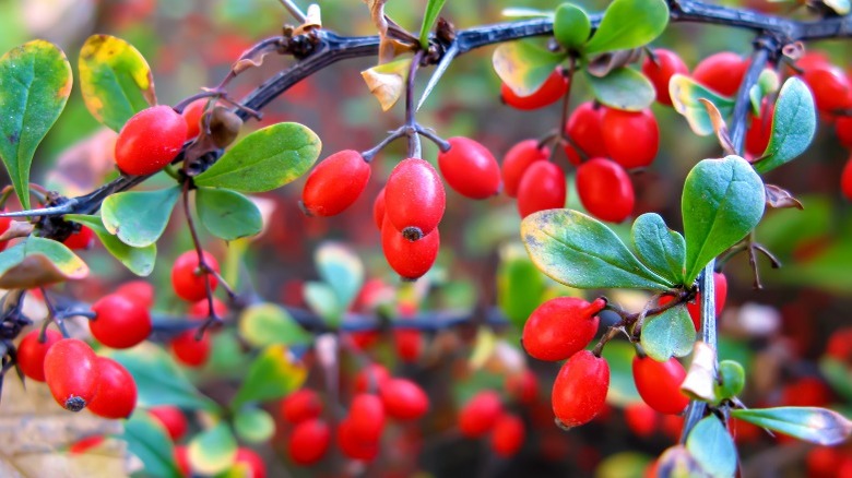 A barberry bush
