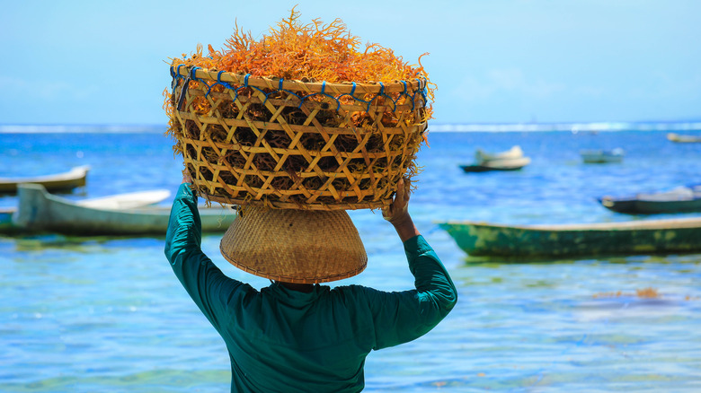 Carrying seaweed