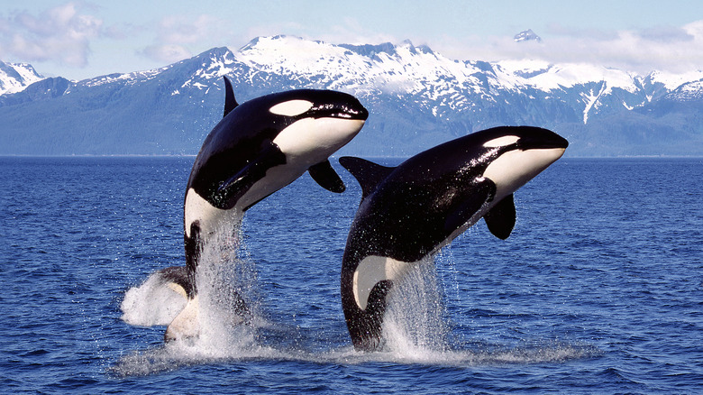 Killer whales