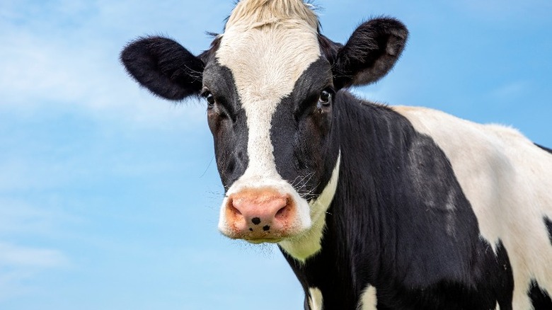 cow in pasture 