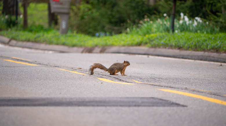 squirrel in road