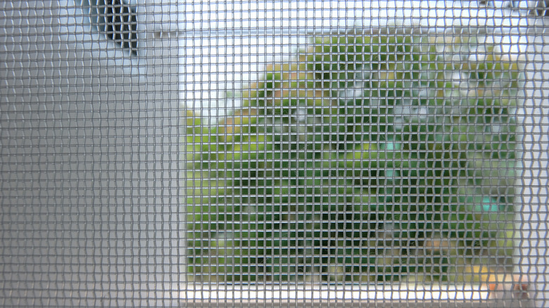 Screened window