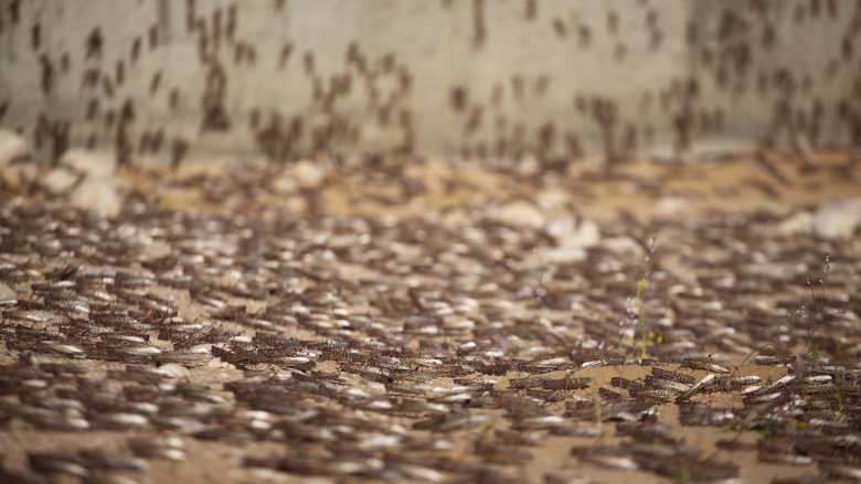 locust