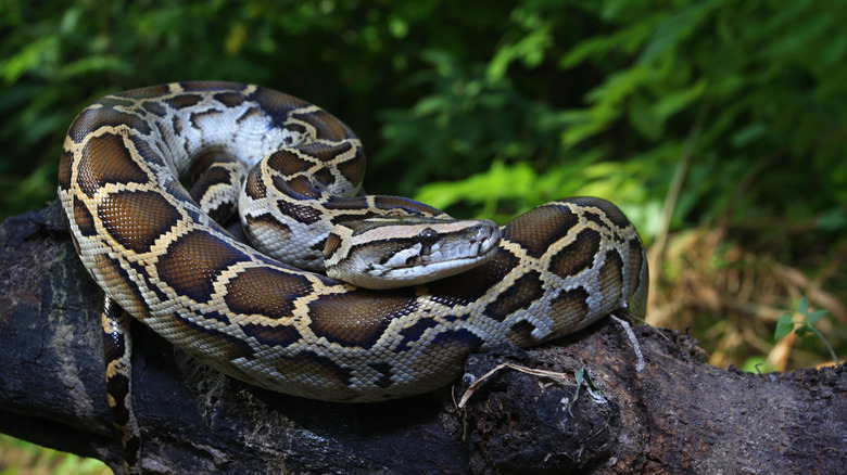 Burmese python