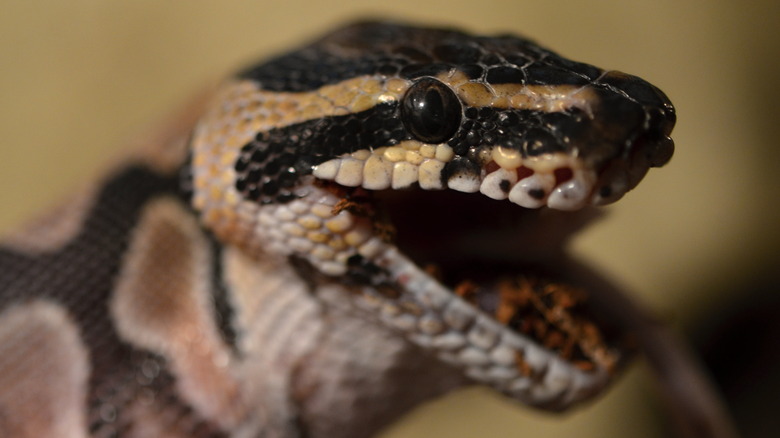 Ball python 