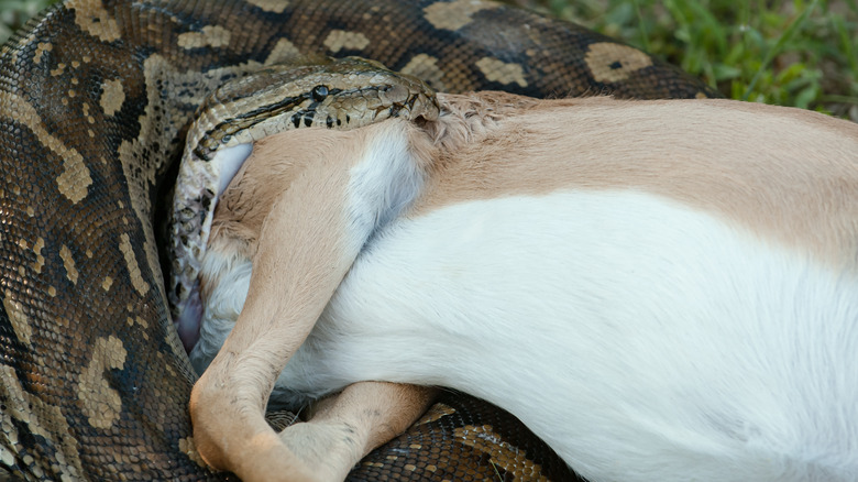 Python eating an antelope in South Africa