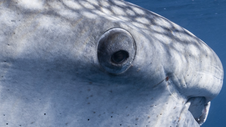 Whale Sharks Have Teeth Where You Might Not Expect Them