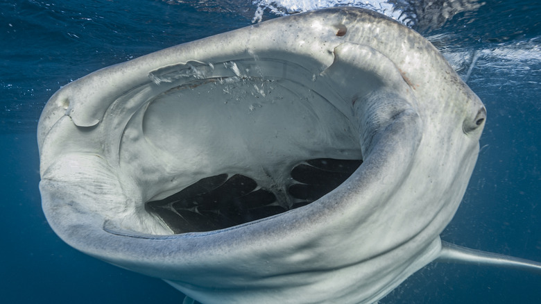 whale shark with open mouth