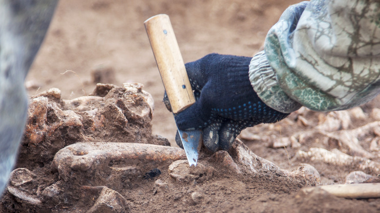 Fossil excavation site