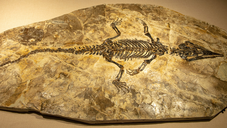 Fossil from Jehol Biota 