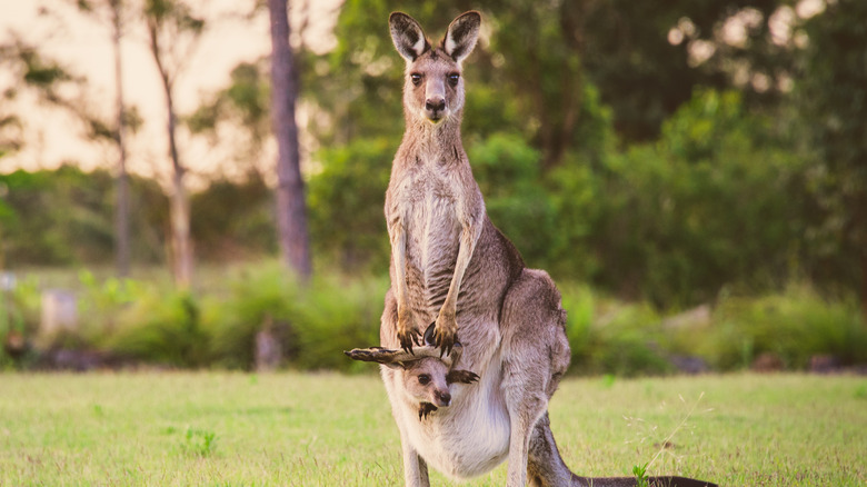 A kangaroo and her baby