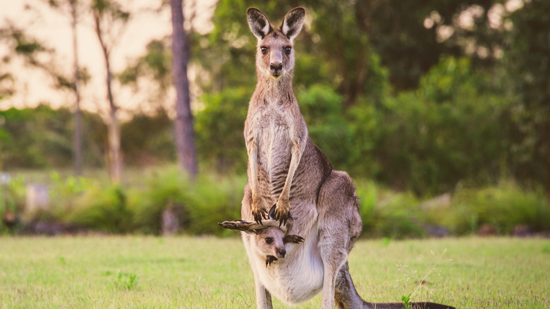 Kangaroo pouch sales for babies
