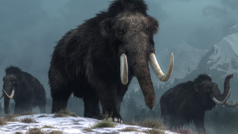 Woolly mammoths in the snow illustration