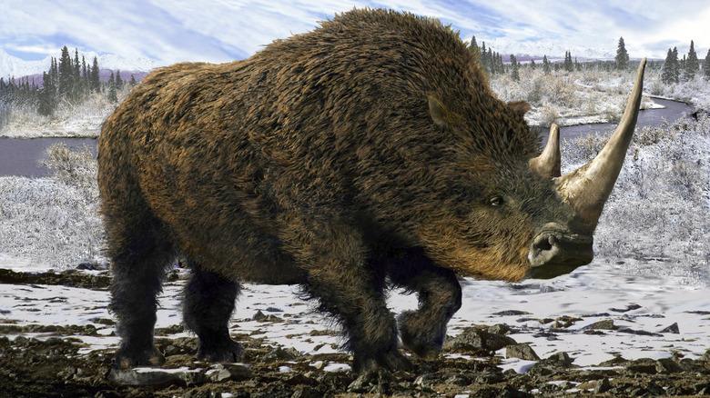 woolly rhino walking through snow illustration