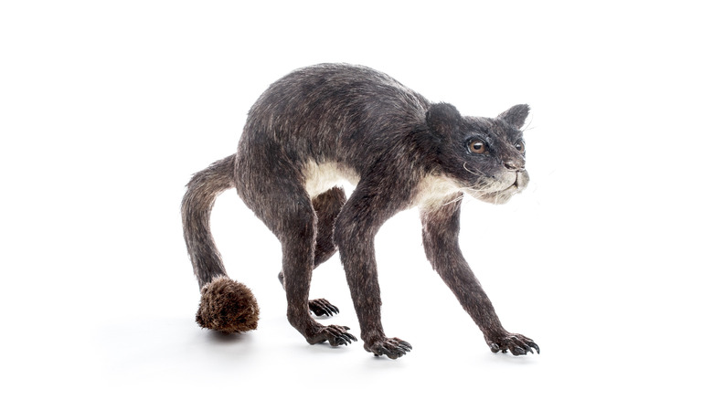 Model of plesiadapiform human ancestor