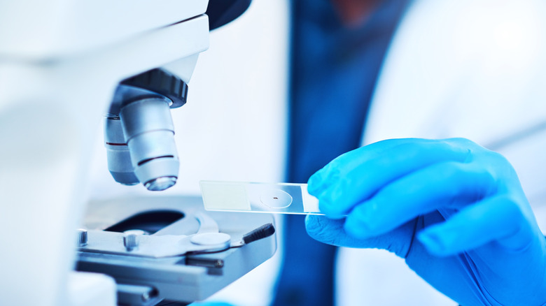 Pathologist checking sample using microscope