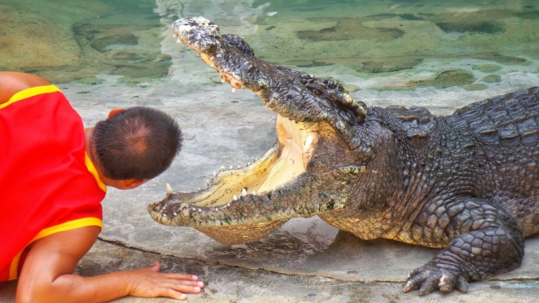 Strongest Bite Force Of Any Animal Ever - The Most Powerful Bite Force
