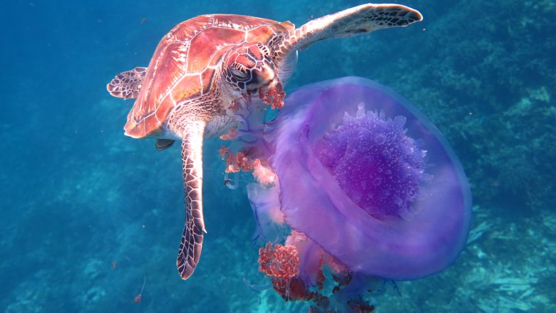 Turtle Eating Jellyfish