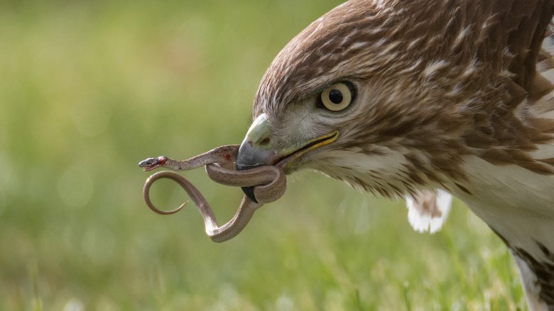 Bird eats snake