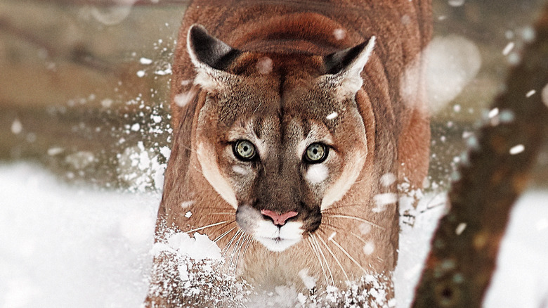 Cougar runs through snow