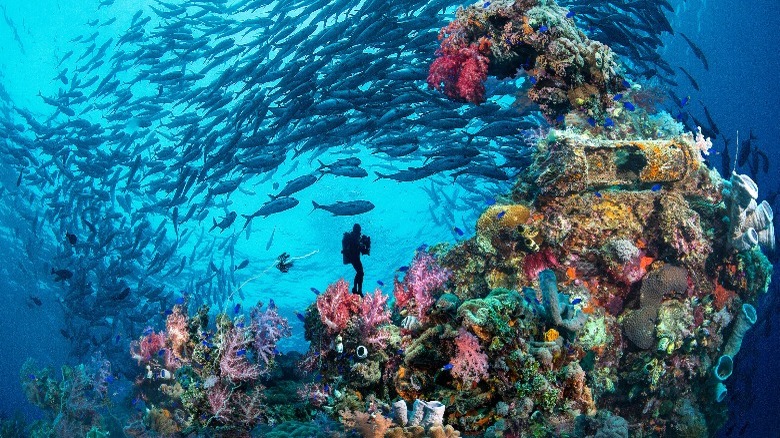 fisher, diver with coral reef