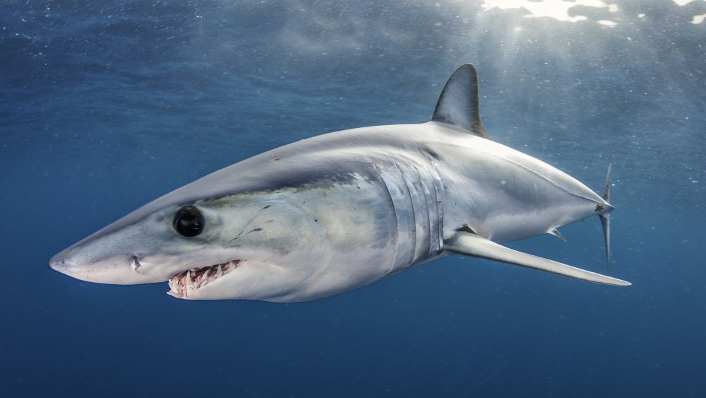 Mako shark