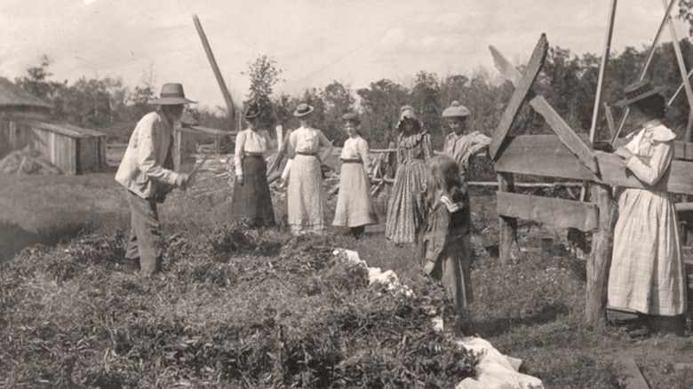 Settlers flailing out beans